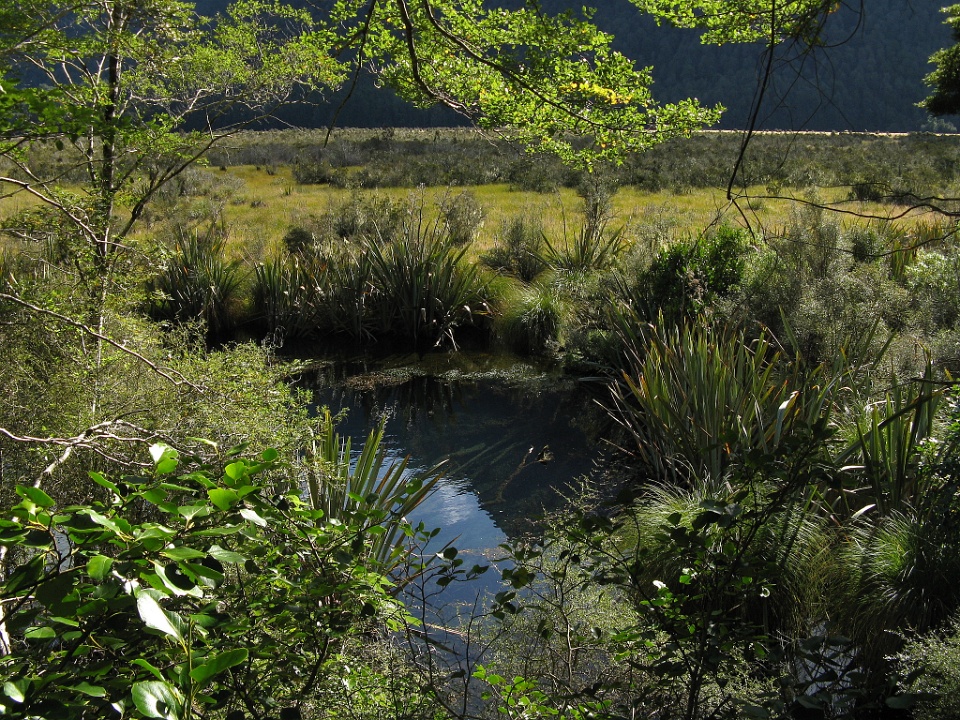 Peering Through the Trees at Mirror Lakes